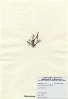藏品(巢沙菜)的圖片